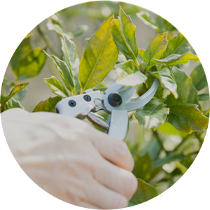 施工内容　剪定