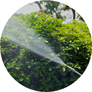 施工内容　消毒散布