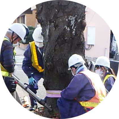 施工内容　樹木診断