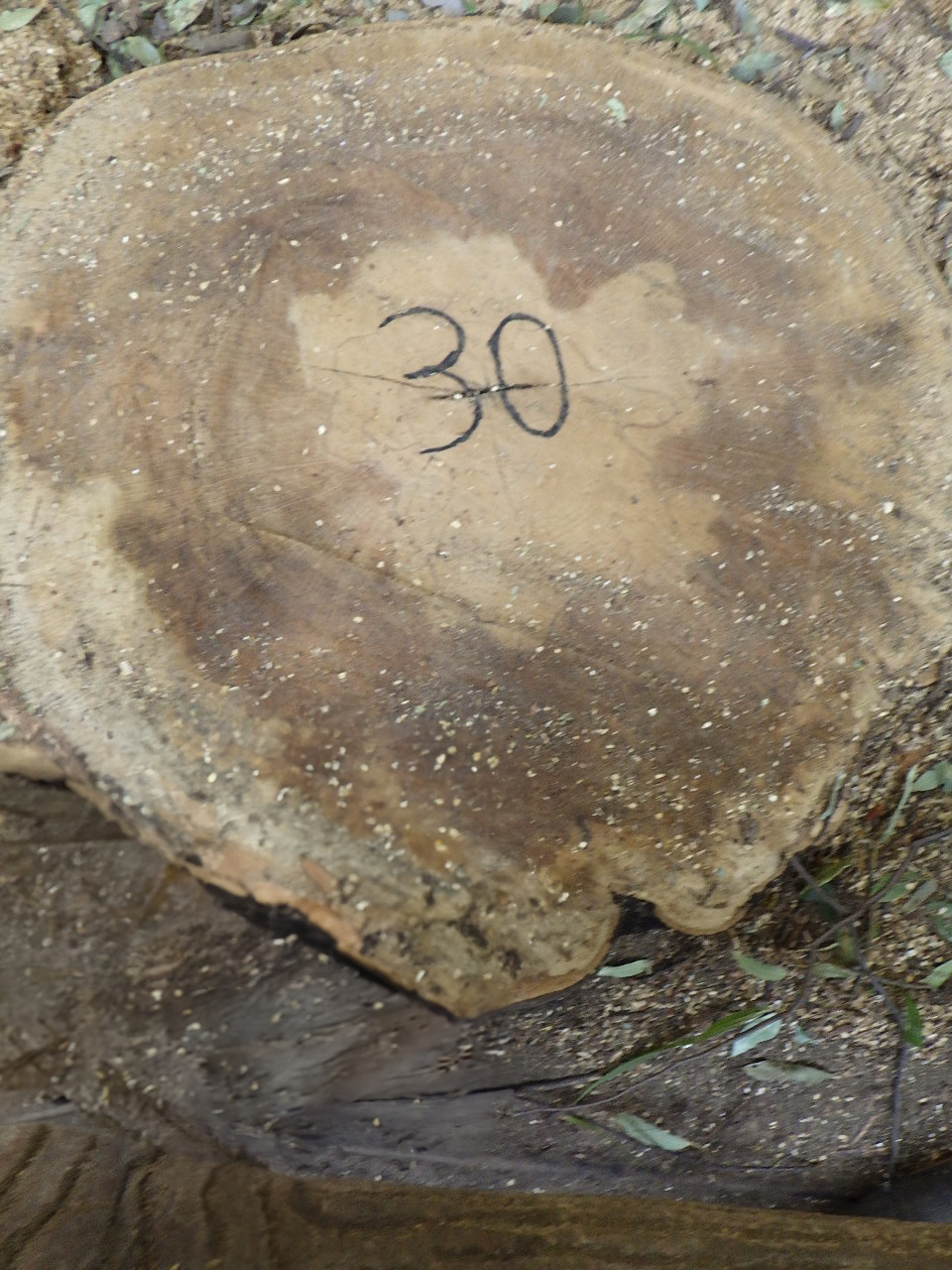 作業後（切り株）