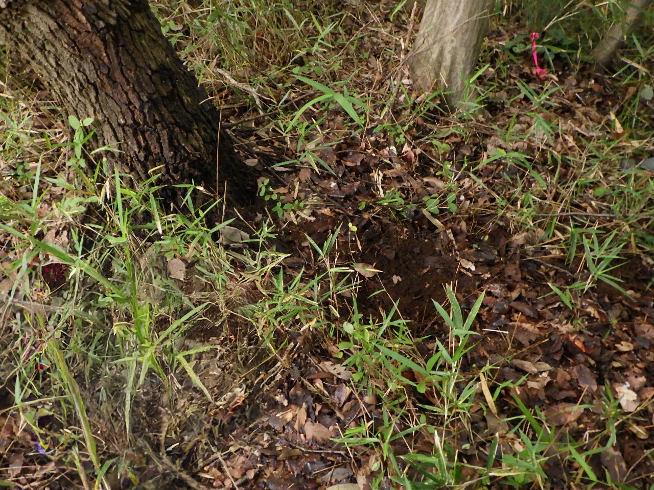 掘り取り作業後