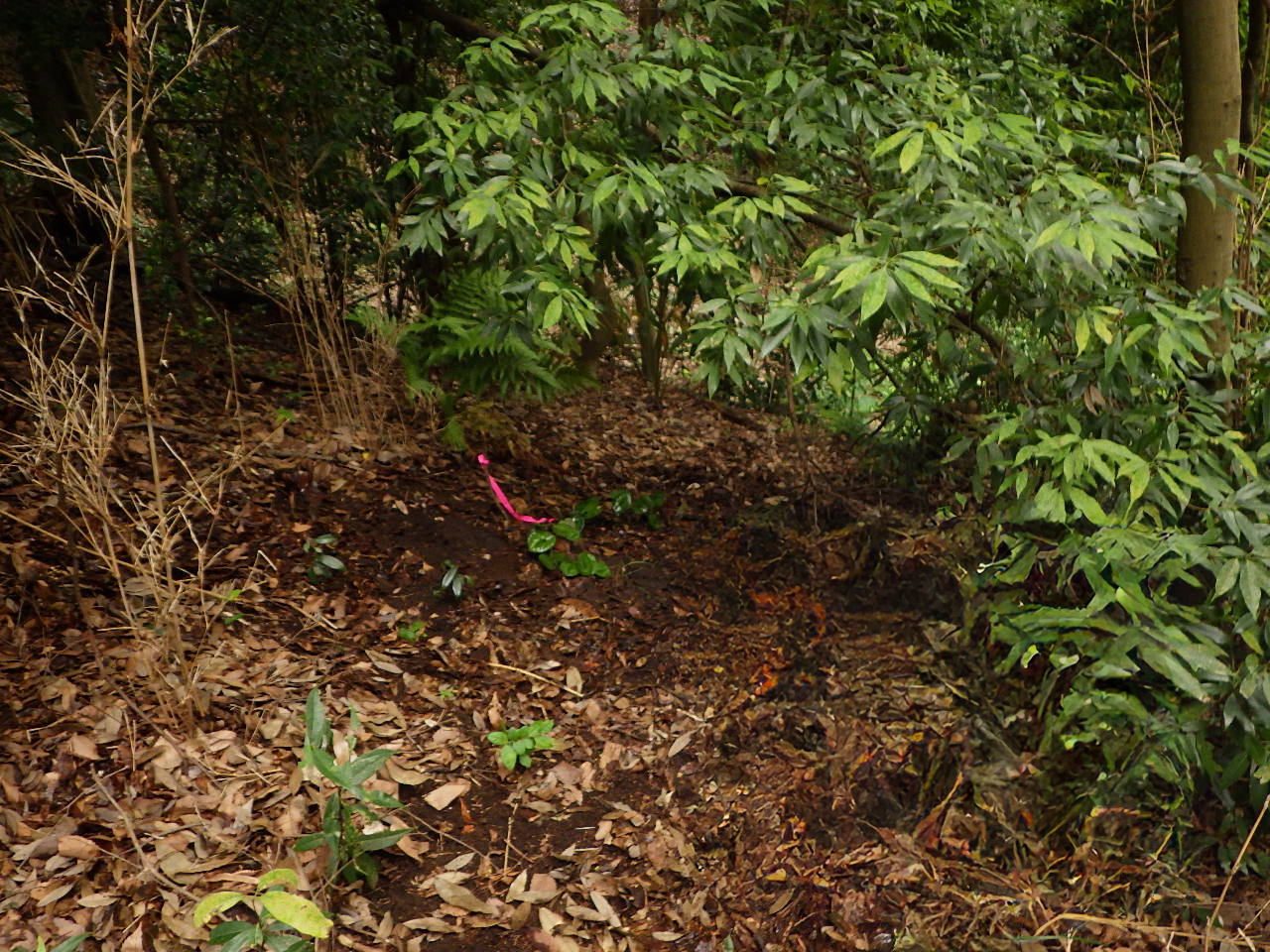 植え付け作業後